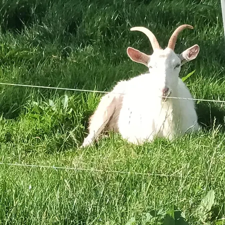 Vakantiehuis Birdhill Tipperary