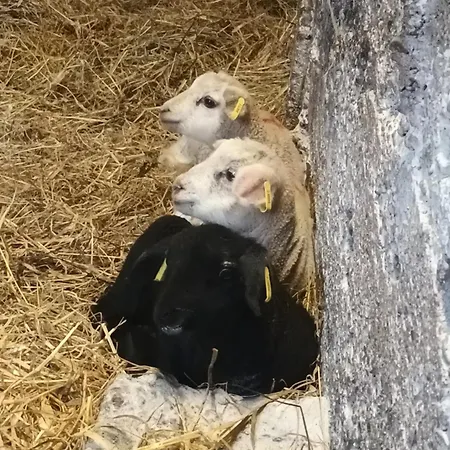 Birdhill Типперэри